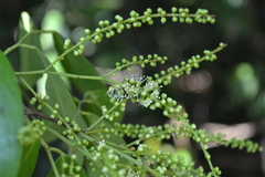 Kingiodendron pinnatum